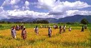 thumb_punjab_farmers